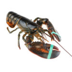 Fresh & Live Maine Lobster: Sustainably Caught & Shipped Directly from ...